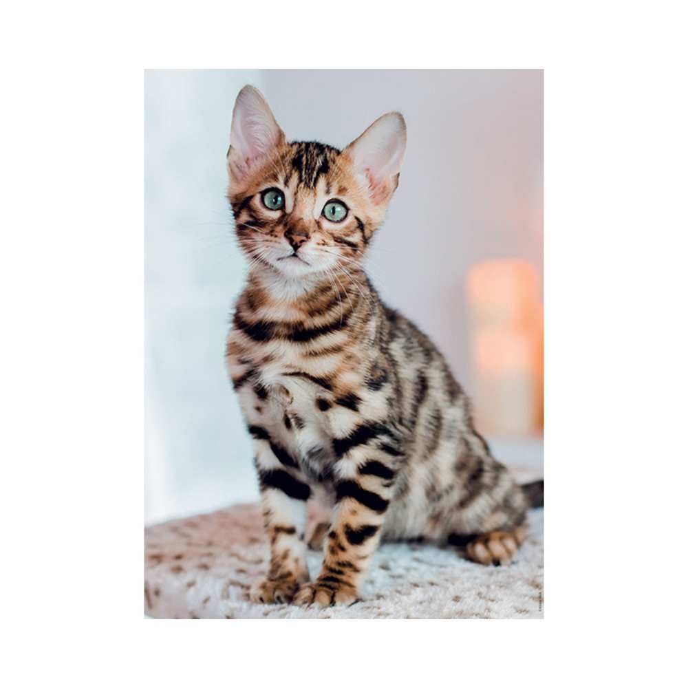 Puzzle Nathan Collection Tendresse: Chaton Bengal 500 pcs